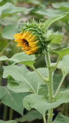 beautiful sunflowers are blooming in the fields