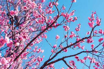 梅の花