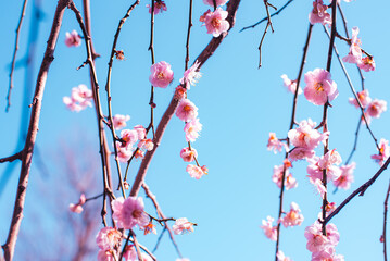 梅の花
