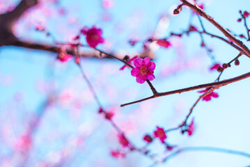 梅の花