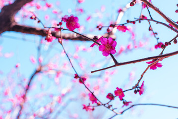 梅の花