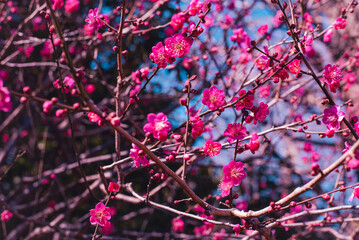 梅の花