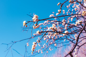 梅の花