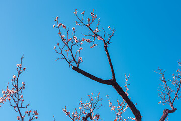 梅の花