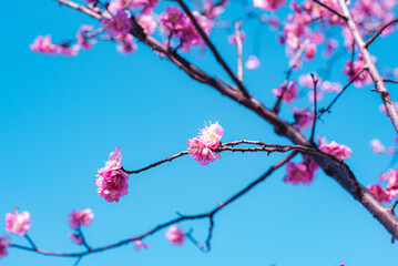 梅の花