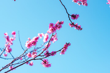 梅の花