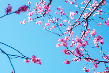 梅の花