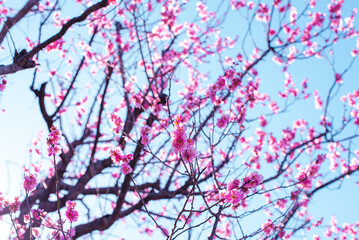 梅の花