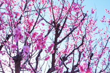 梅の花
