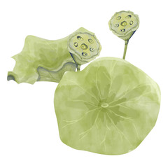 Watercolor Lotus Illustration: Large Leaves and Seed Pods, Ready-Made Template Composition for Printing, Web and Textiles