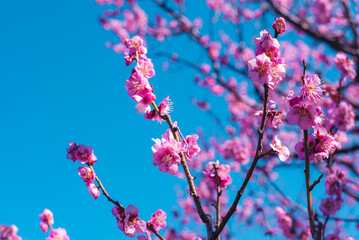 梅の花