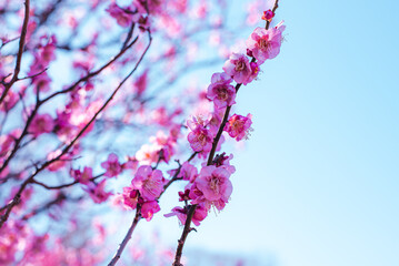 梅の花
