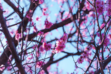 梅の花