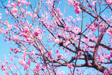 梅の花