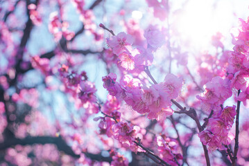 梅の花