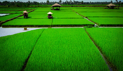 Obraz premium Discovering the Harmony of Nature and Tradition in Tropical Paddy Fields