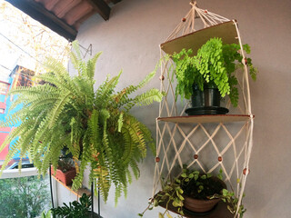 Domestic garden plants in the backyard of rustic house