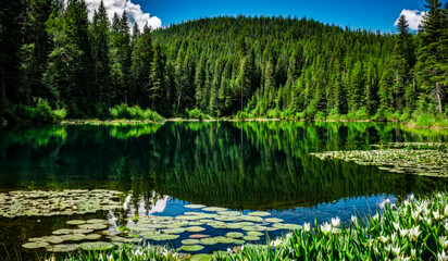 Obraz premium Reflective Forest Pond Enhanced by Wildflower Blooms and Expansive Evergreen Backdrop