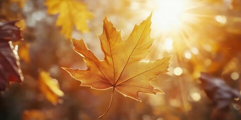 Obraz premium Leaf with sunlight background,