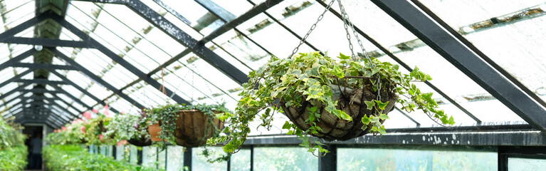 Ivy Plant  and geranium in pot cultivated in greenhouse or glasshouse for spring sale at the local garden center. banner.