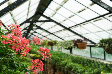 Ivy. Geranium Plant  in pot cultivated in greenhouse or glasshouse for spring sale at the local garden center.