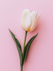 One delicate white tulip with green leaves on a pink background. Spring flower. Minimalistic photo.