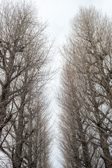 冬の並木道、銀杏の木々