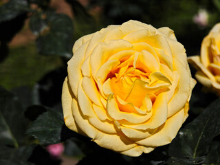 Beautiful yellow climbing roses in English style