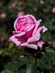 Pink rose flower outdoor close up shot