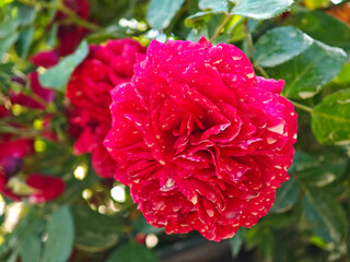 Blooming roses in the garden
