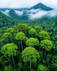 Lush Rainforest Canopy with Mist-Shrouded Mountains, Aerial View of Untouched Nature