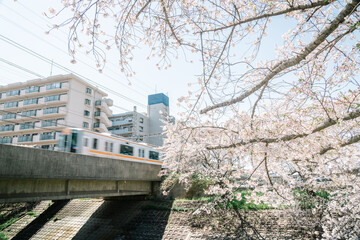 Obraz premium Background of cherry blossoms and a moving train in spring in Japan