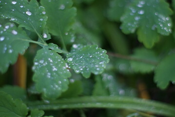 rain drops on a leaf