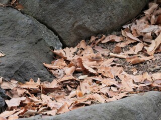 日比谷公園の風景