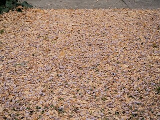 地面に落ちている沢山のギンナン