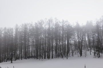 冬の夜 霧中のカラマツ林