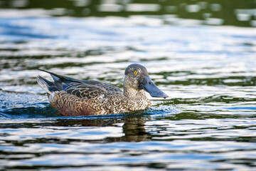 池を泳ぐハシビロガモのオス