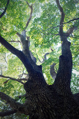 大きなクスノキ、常緑の巨樹