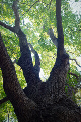 大きなクスノキ、常緑の巨樹