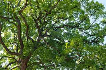 大きなクスノキ、常緑の巨樹