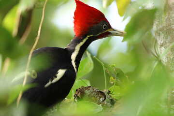 Woodpecker