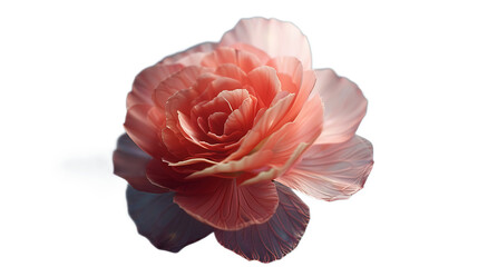 A delicate coral begonia flower against a transparent background.