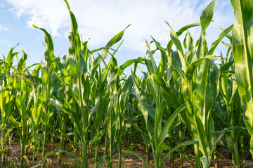 Cornfield with blue sky in summer