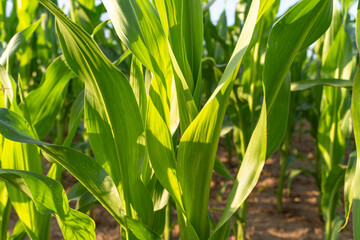 Green corn plants in summer 