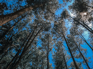 Tall Pine Trees Reaching Skyward Against a Clear Blue Sky