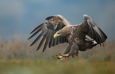 White tailed eagle ( Haliaeetus albicilla)