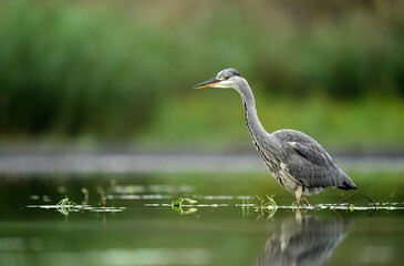 Gray heron bird ( Ardea cinerea )