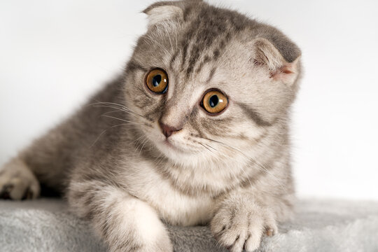 Adorable Scottish Fold Kitten Resting Peacefully