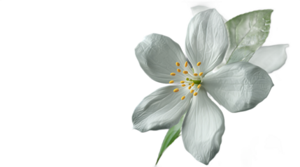 A delicate white jasmine flower against a transparent background.