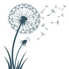 Dandelion silhouette vector illustration.with white background.